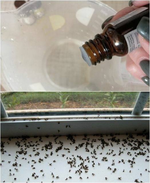 A few drops and not a single fly left